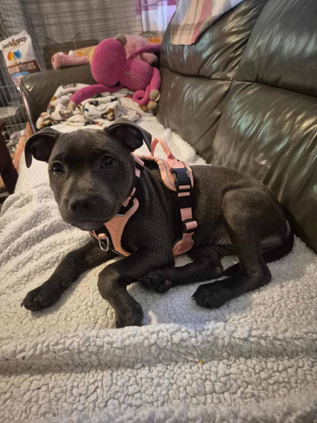 Customer photo review of Anti Pull Hurricane Harness Lighter | With Handle - Pink