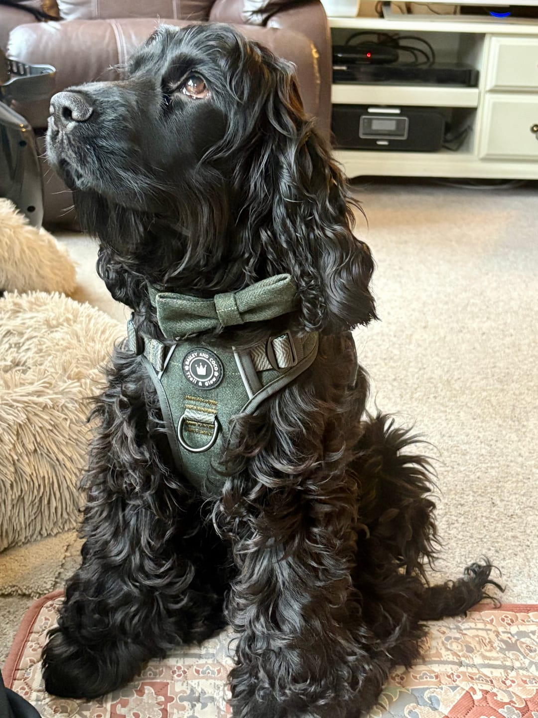Customer photo review of Trail & Glow® Dog Harness Bundle Set - Forest Tweed