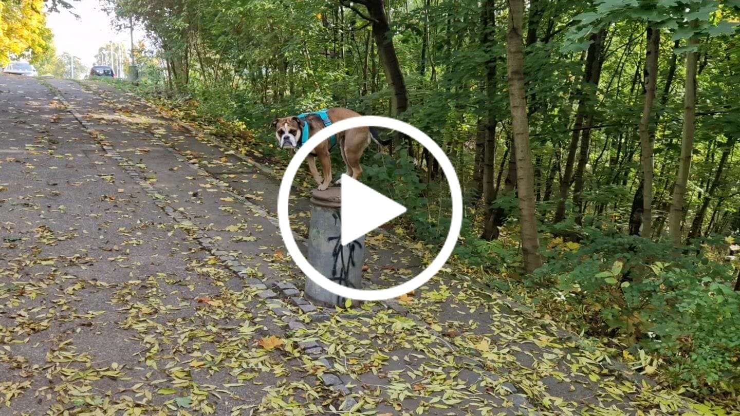 Customer video review of Training Anti Pull TRI-Harness® | M-XL Breeds - Turquoise