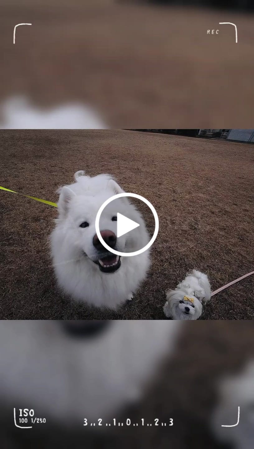 Customer video review of Dog Hoodie Prints