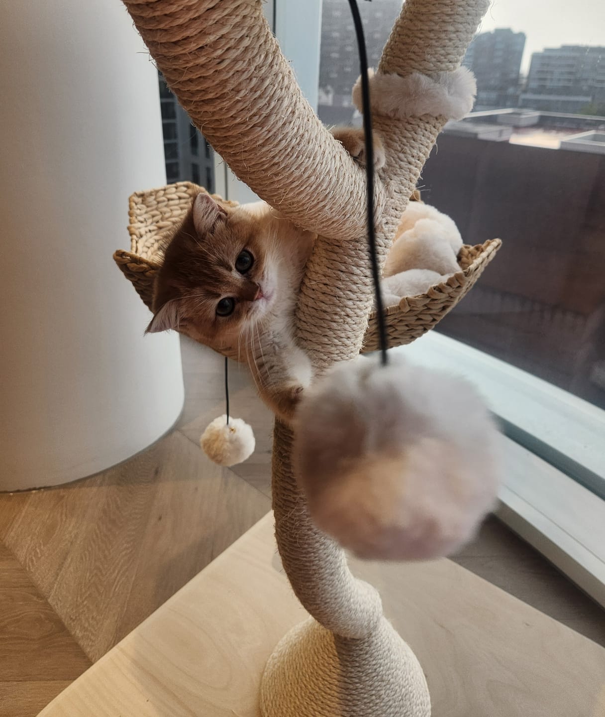 Customer photo review of MICHU Ivy Cat Tower Deluxe 4-Tier Designer Tall Cat Tree Pre Order