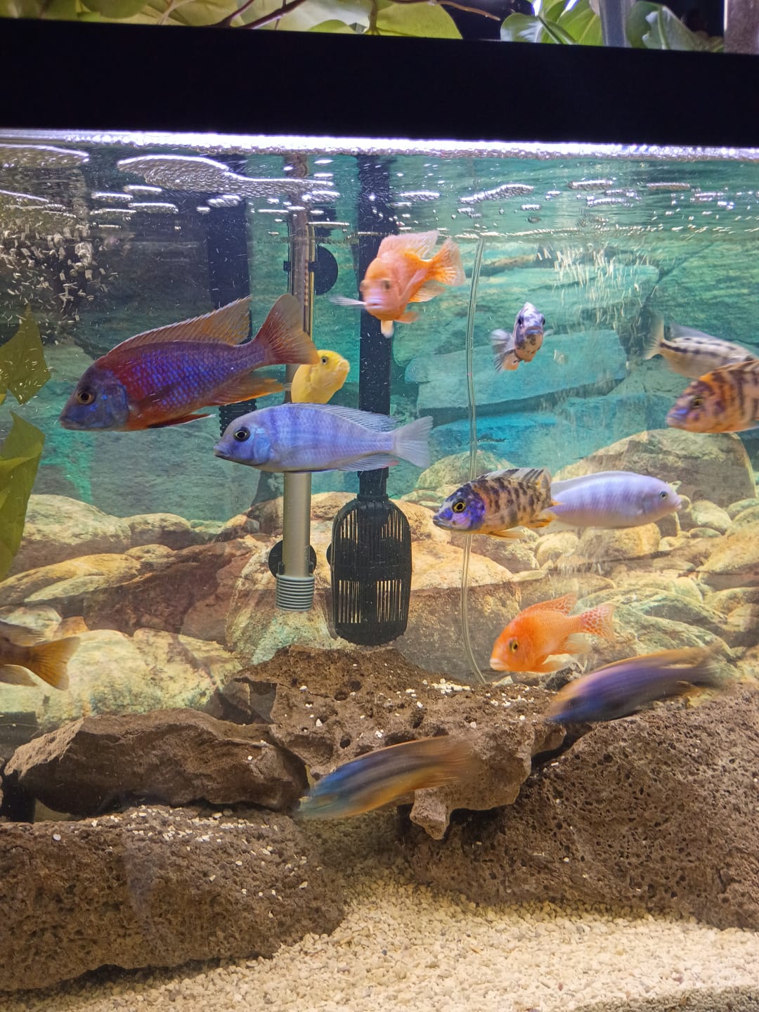 Customer photo review of Xtreme PeeWee Cichlid Fish Food