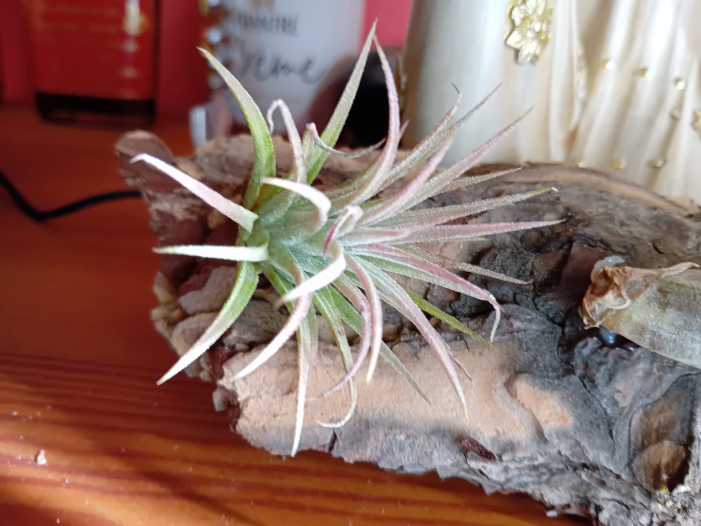 Customer photo review of Tillandsia ionantha