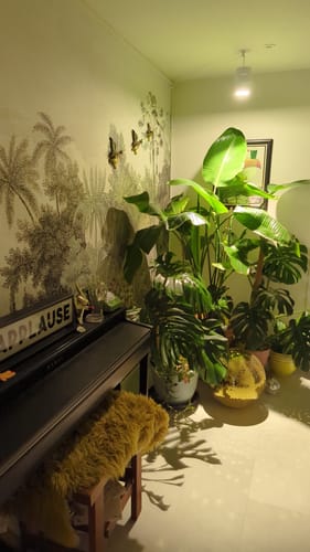 Customer photo review of Claria Grow Light Pendant