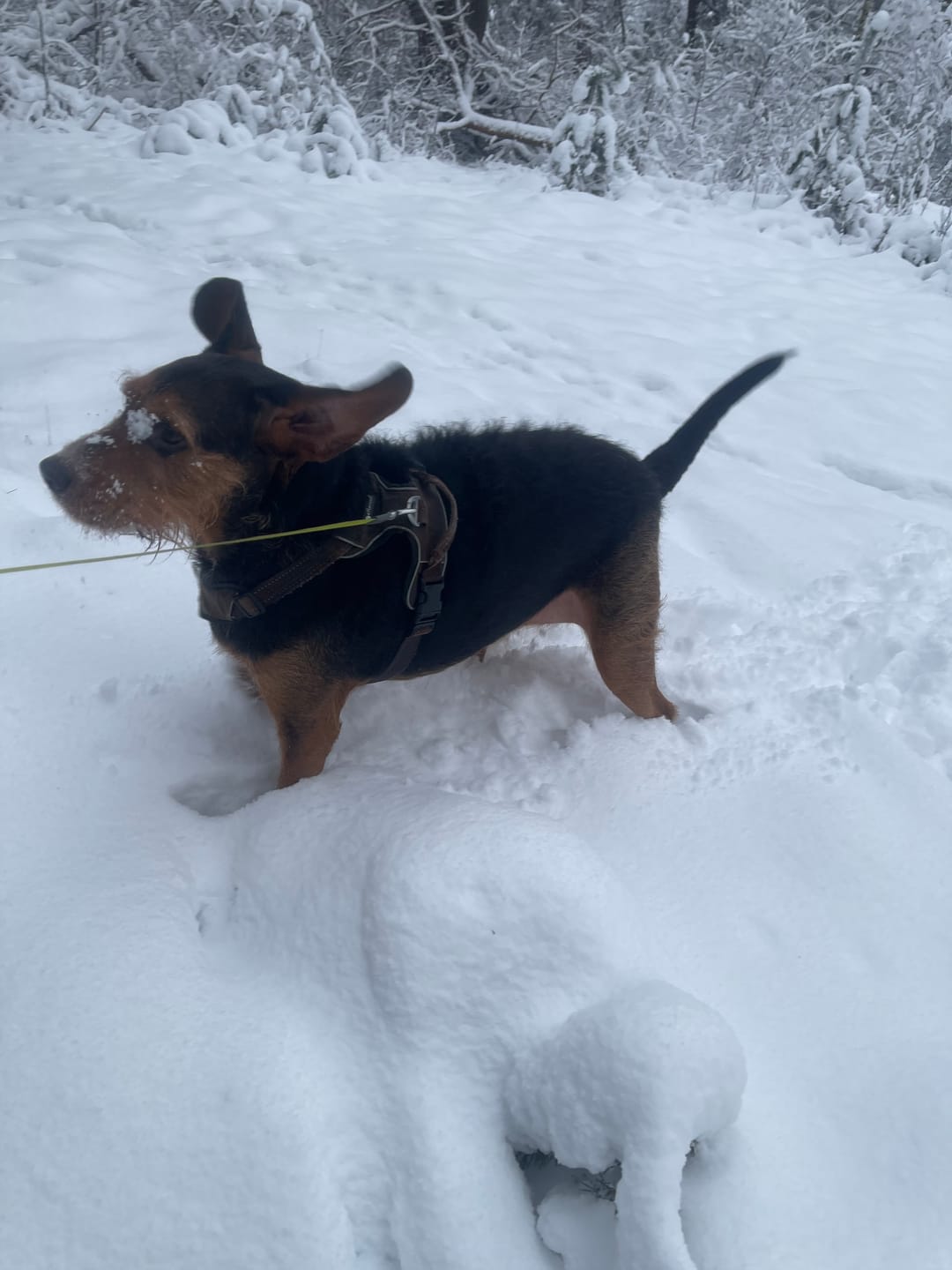 Customer photo review of Barkbuddy Anti-Blaf Apparaat