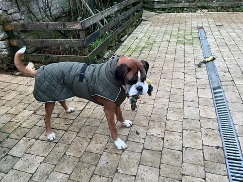 Customer photo review of Minot Quilted Winter Dog Coats with Harness Hole