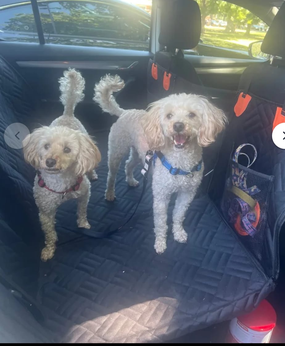 Customer photo review of Marlo&Co™ Dog Seat Cover