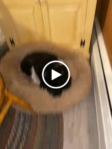 Customer video review of K9 Soothe