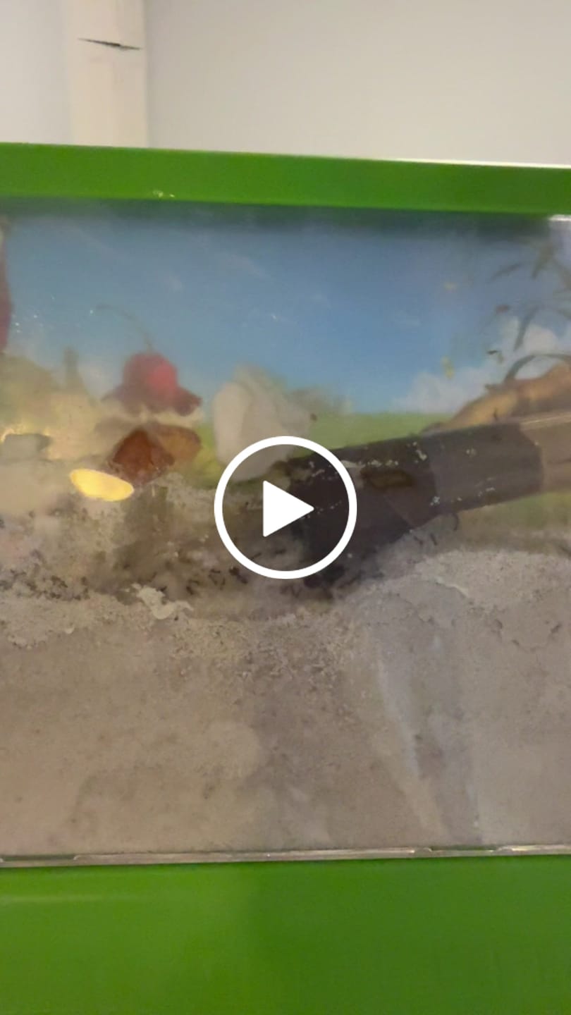 Customer video review of Giant Big-Headed Ant (Pheidole rhea)