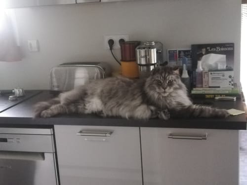 Le grand chat Maine Coon d'un client se reposant sur un comptoir de cuisine après son repas.