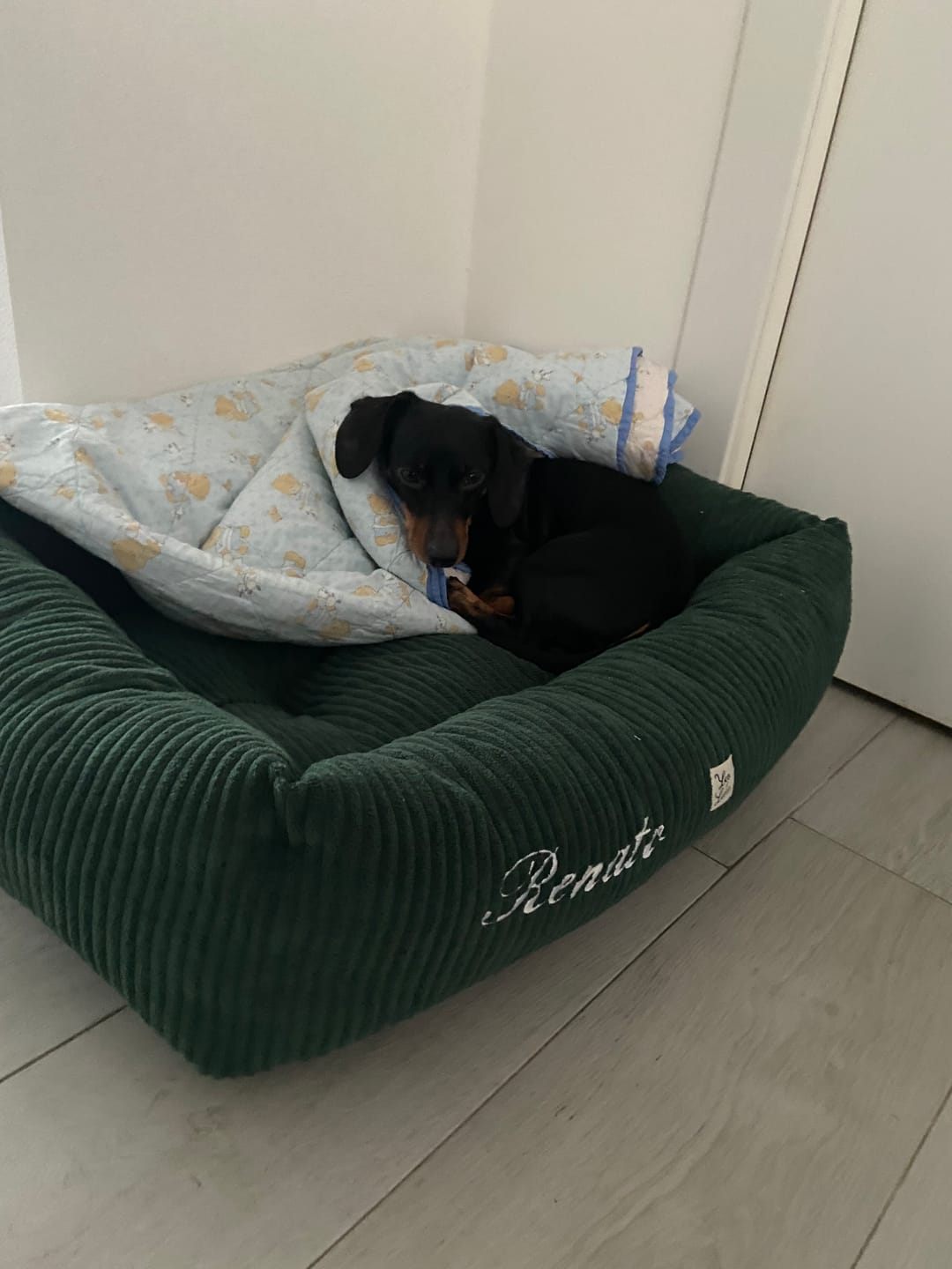Customer photo review of Divanetto Velluto a Coste Verde