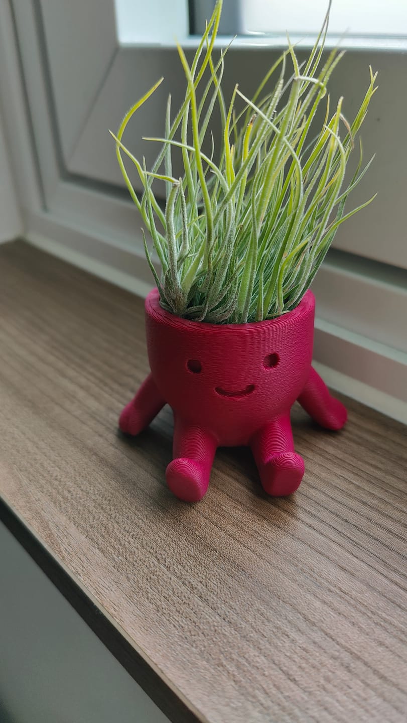 Customer photo review of Tillandsia schiedeana major - Mini Pulk