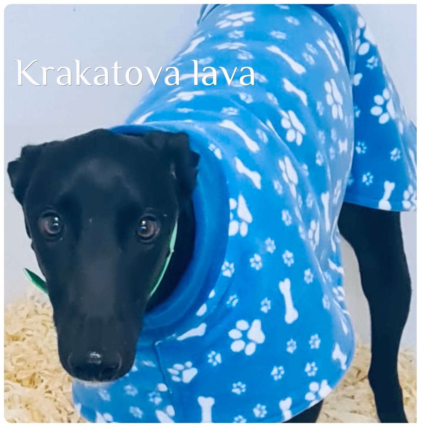 Customer photo review of Paw Print & Bones Anti Pill Polar Fleece Fabric