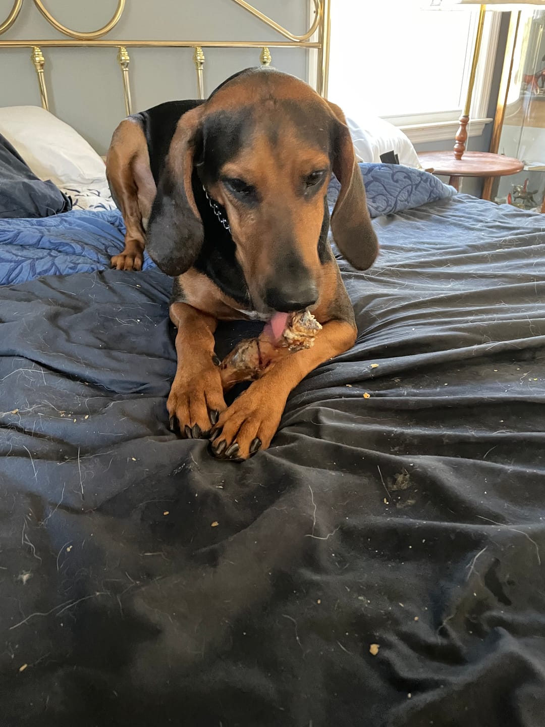 Customer photo review of Ostrich Foot Bone (7" x 3.5"): The Flavorful & Long-Lasting Chew for Medium to Large Dogs
