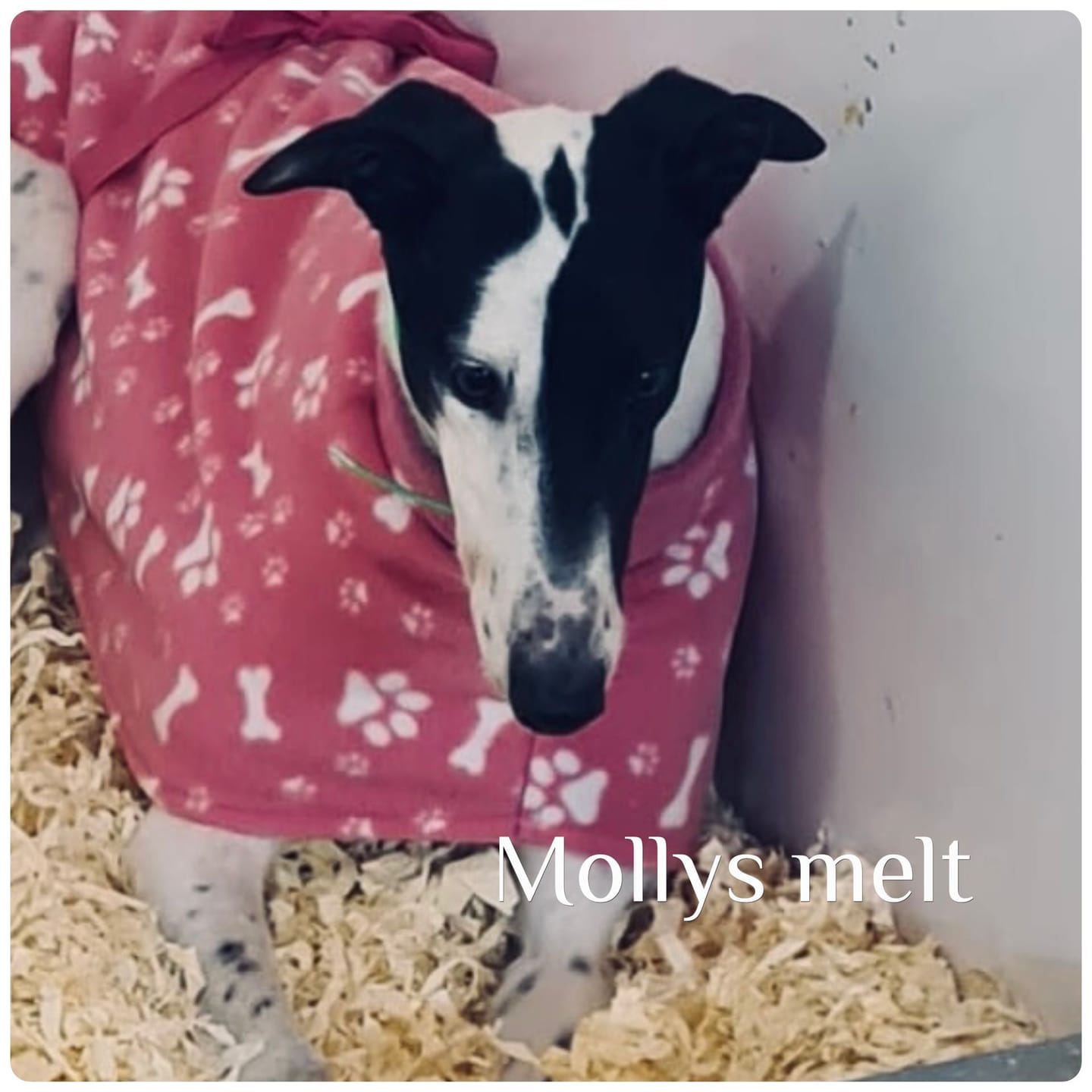Customer photo review of Paw Print & Bones Anti Pill Polar Fleece Fabric