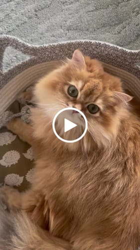 Customer video review of Instinct Basket | Handwoven & Chemical-Free Enrichment Basket