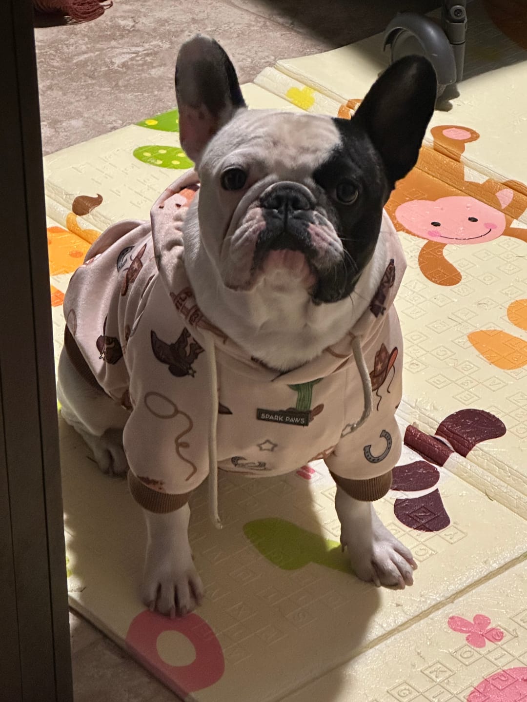 Customer photo review of Rodeo Dog Hoodie