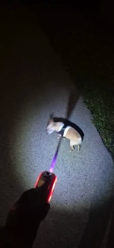 LED retractable leash customer review photo