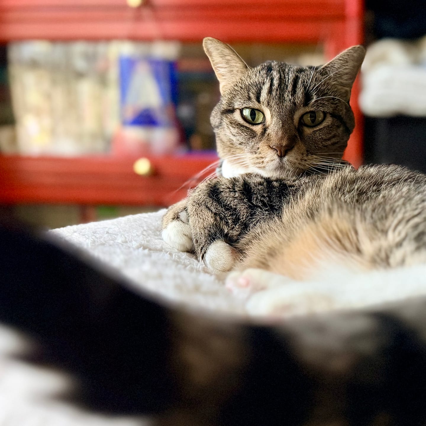 Customer photo review of Marshmallow Pudding Bed