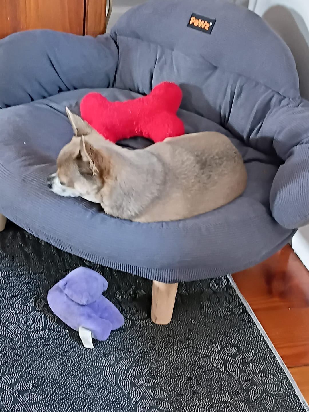 Customer photo review of CloudNest Elevated Pet Sofa Bed