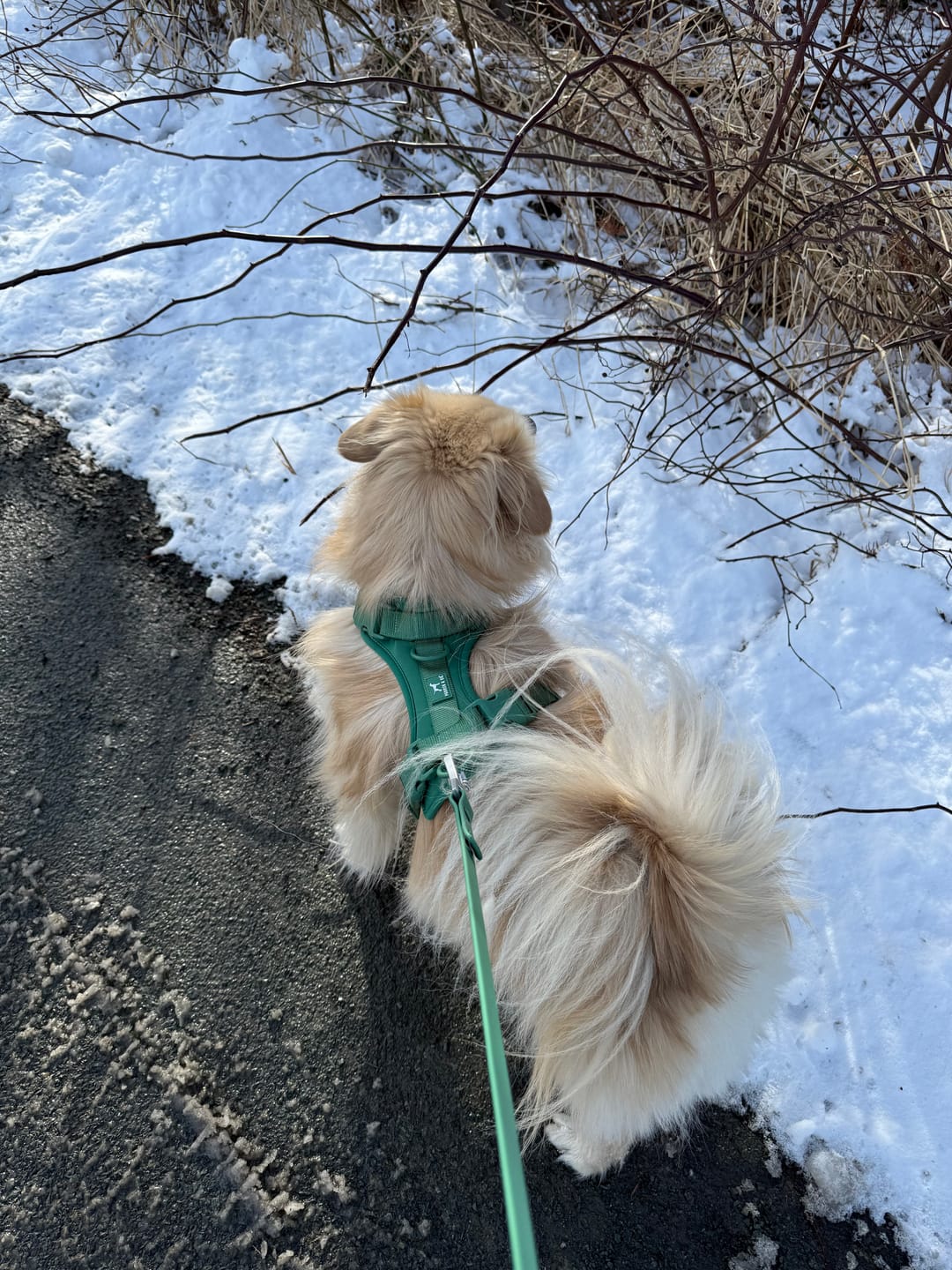 Customer photo review of Solace Adjustable Dog Harness
