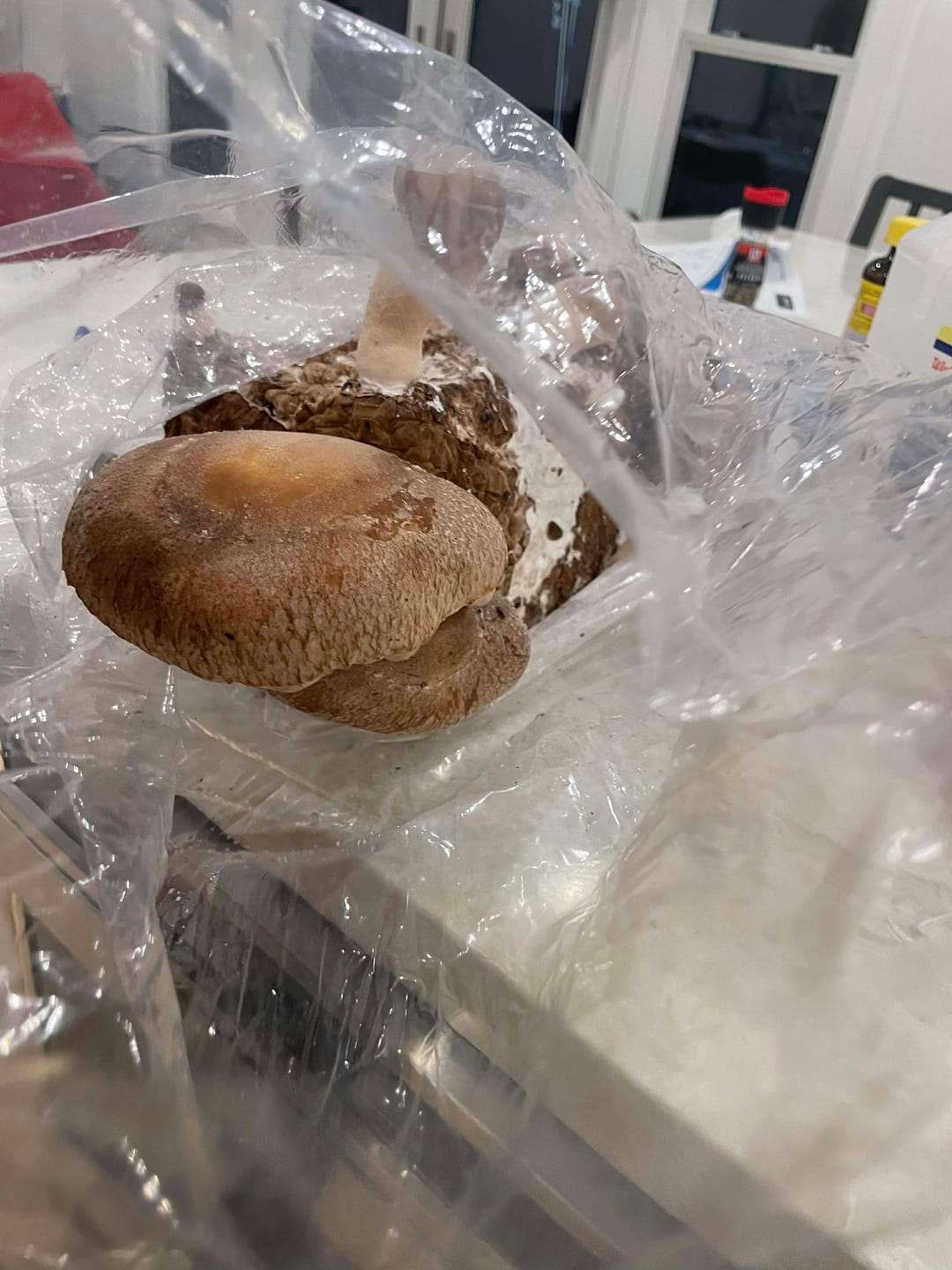 Customer photo review of Mushroom Mini-Farm Grow Kits Variety - 4 Pack