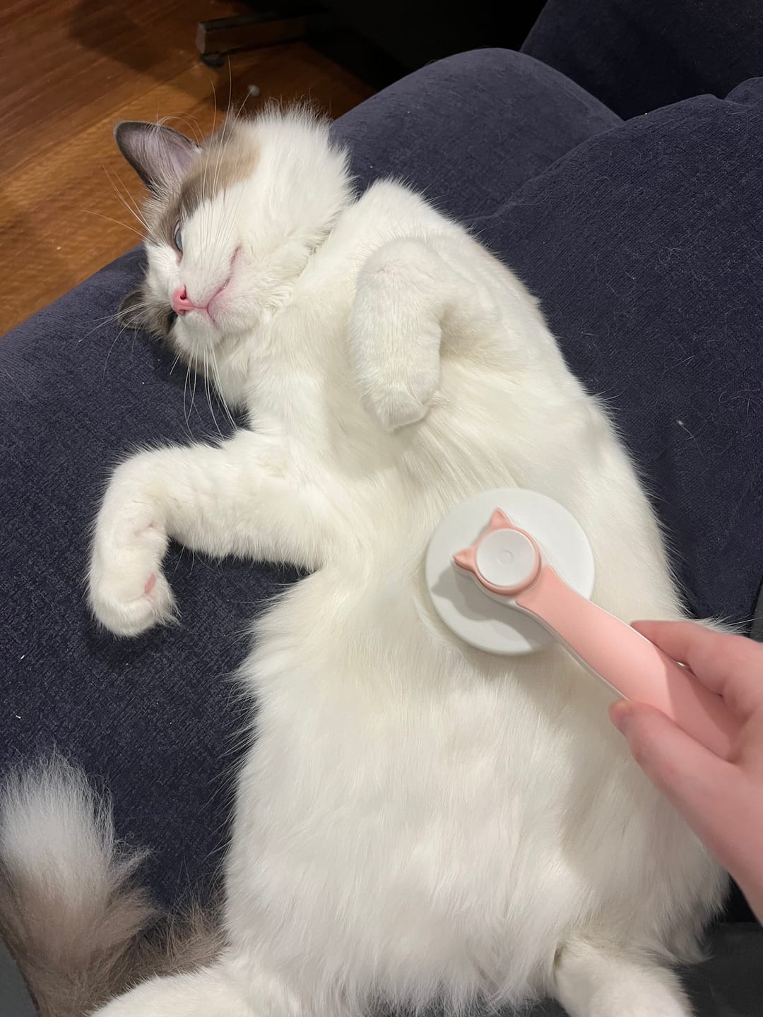 Customer photo review of One-Click Self-Cleaning Pet Brush – Angled Design for Easy Grooming