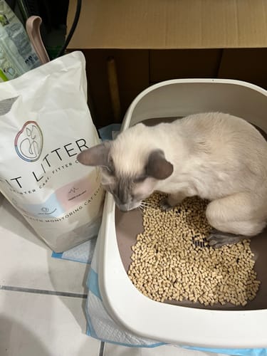 Customer photo review of 3 Month Supply - 3 Cat