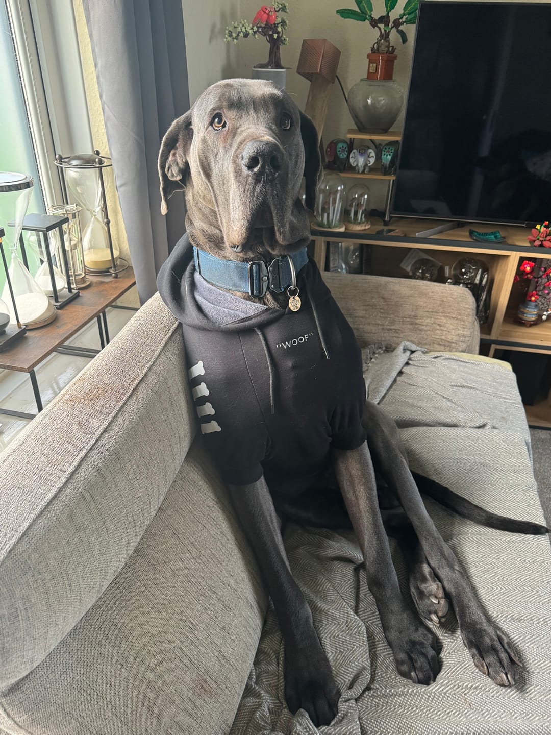 Customer photo review of "WOOF" Dog Hoodie - Black & Reflective