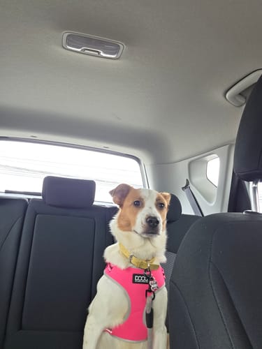 Customer photo review of Placa Glam M