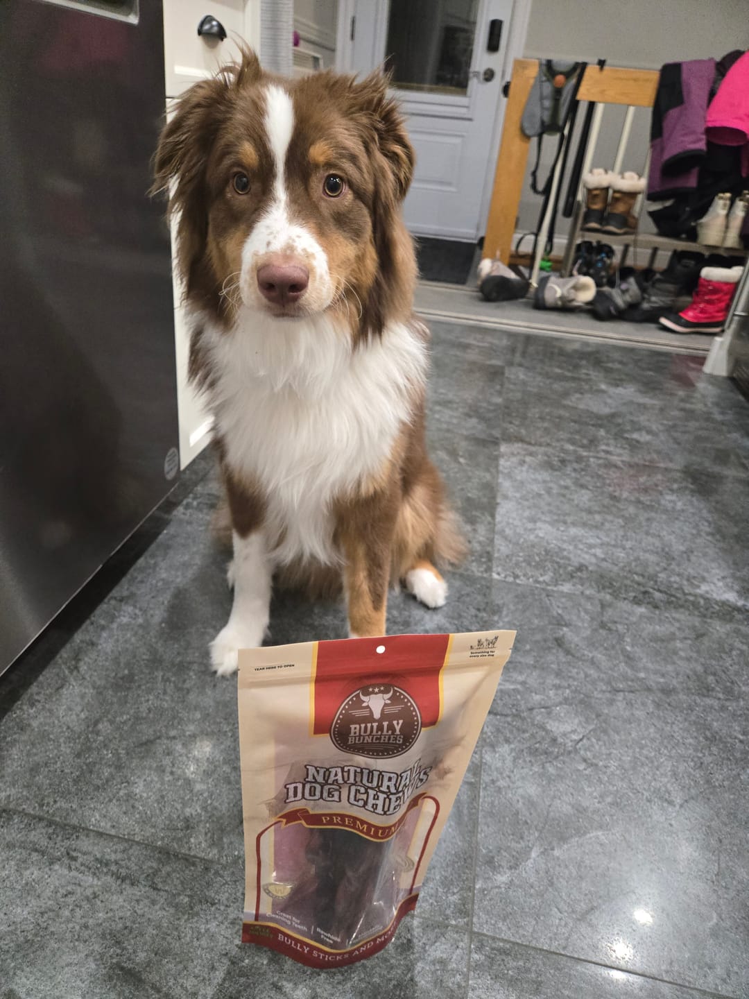 Customer photo review of 12 Inch Standard Braided Bully Stick