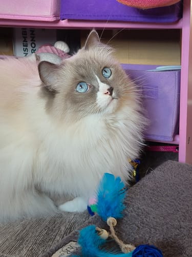 Le chat du client, un magnifique chat à poil long et aux yeux bleus, semblant en pleine forme grâce aux croquettes.