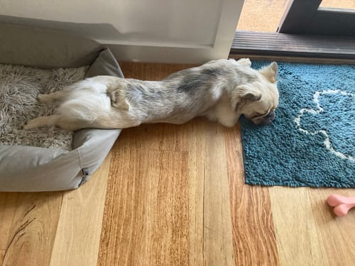 Customer photo review of Digestit Pet