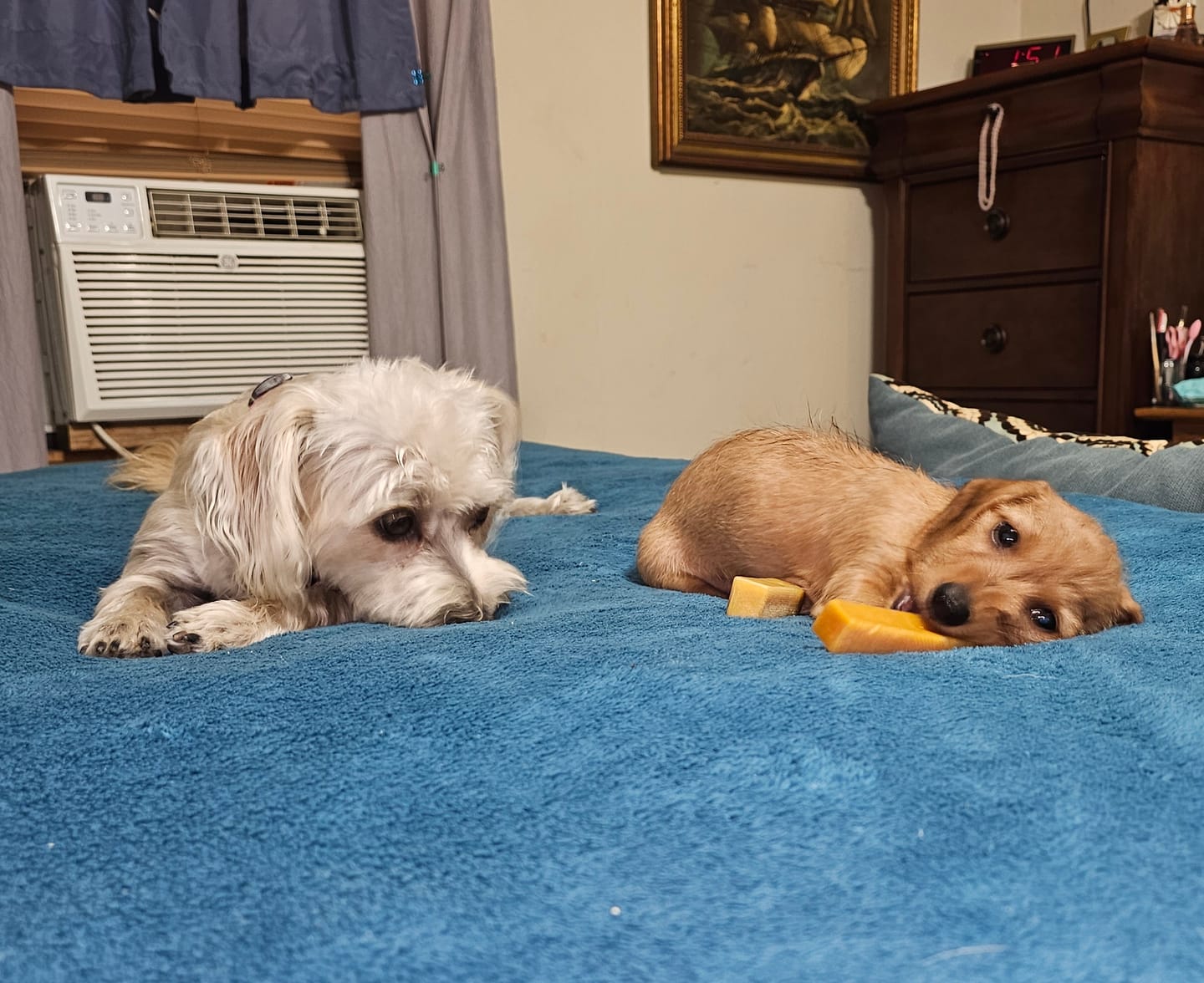 Customer photo review of Pumpkin Yak Chews
