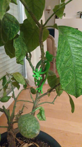 Customer photo review of Mamie-Frog® - Tuteur décoratif