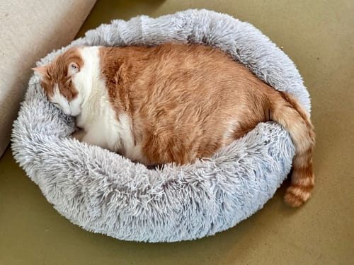 Customer photo review of Puppery Hundebett Wolke 7 - Das Original