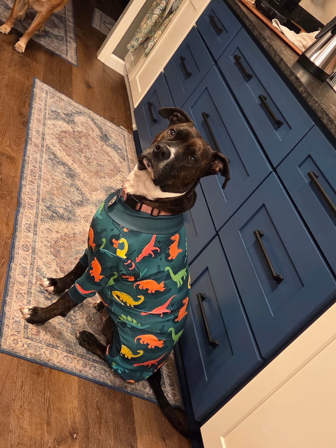 Customer photo review of Dog Pajama - Dinosaurs
