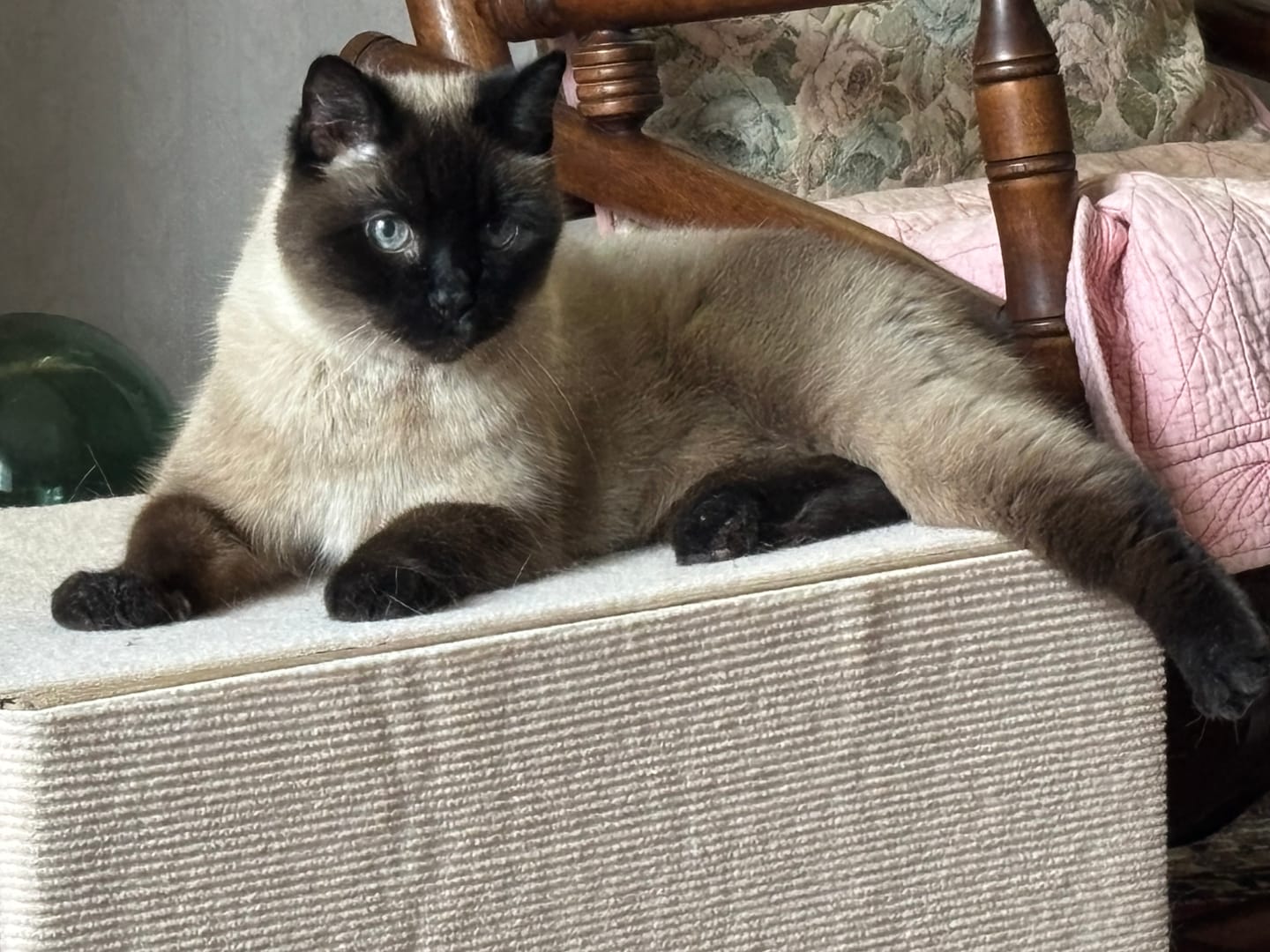 Customer photo review of 1x Blisso Advanced Cat Probiotic