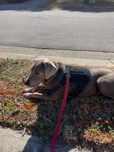 Customer's silver lab lying outdoors on the grass wearing the black Team K9™ Tactical Dog Harness.
