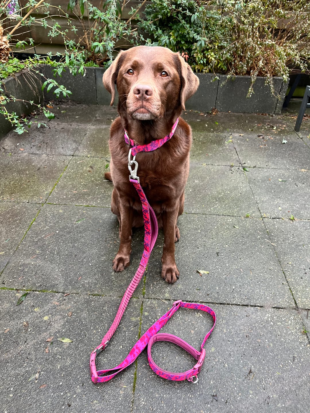 Customer photo review of Multipurpose Seatbelt Handsfree Leash & Poop Bag Holder Set - Fuchsia Camo