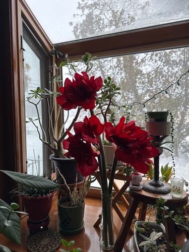 Customer photo review of Premium Velvet Amaryllis Stem