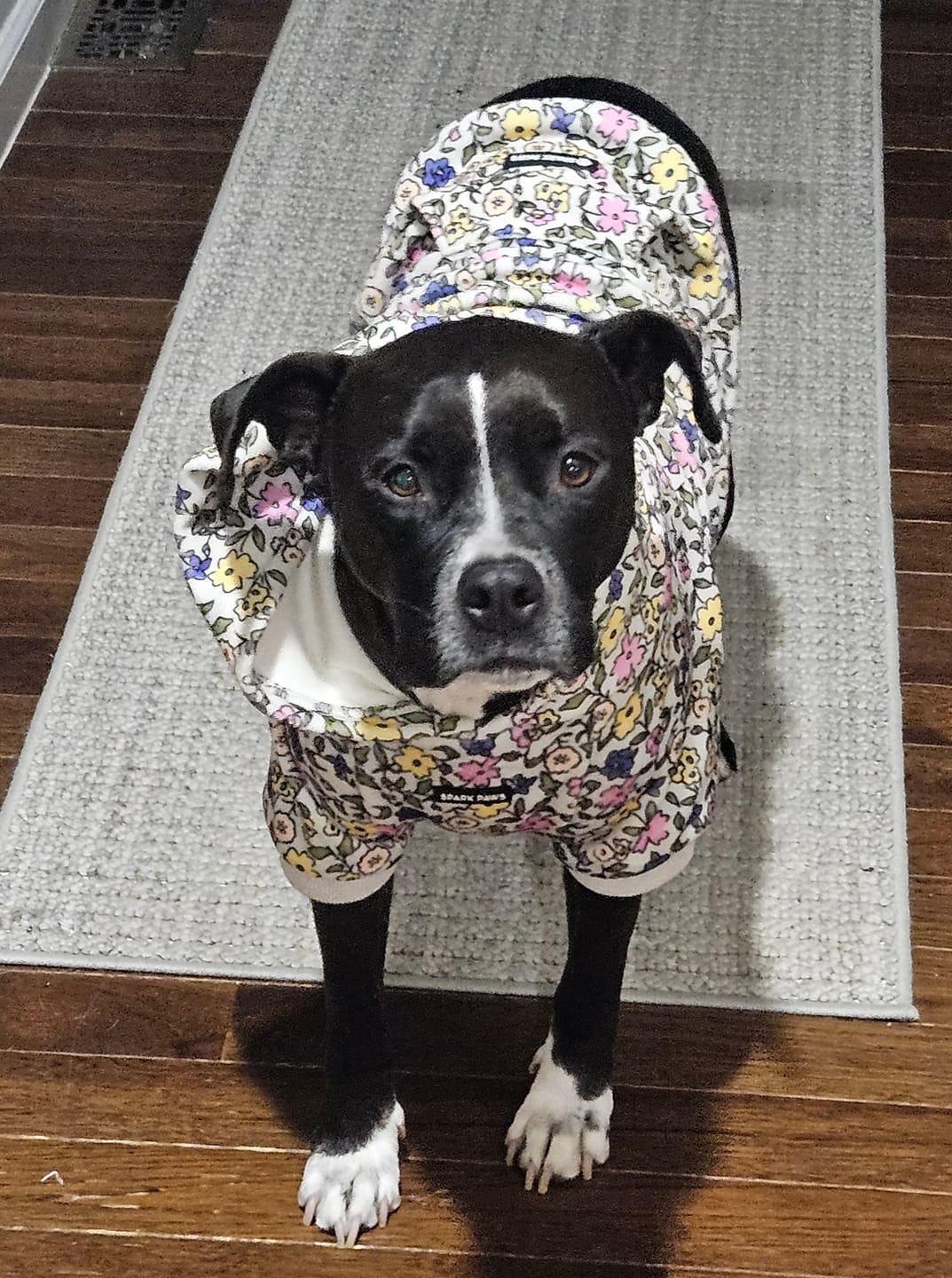Customer photo review of Vintage Flower Dog Hoodie - Light Grey