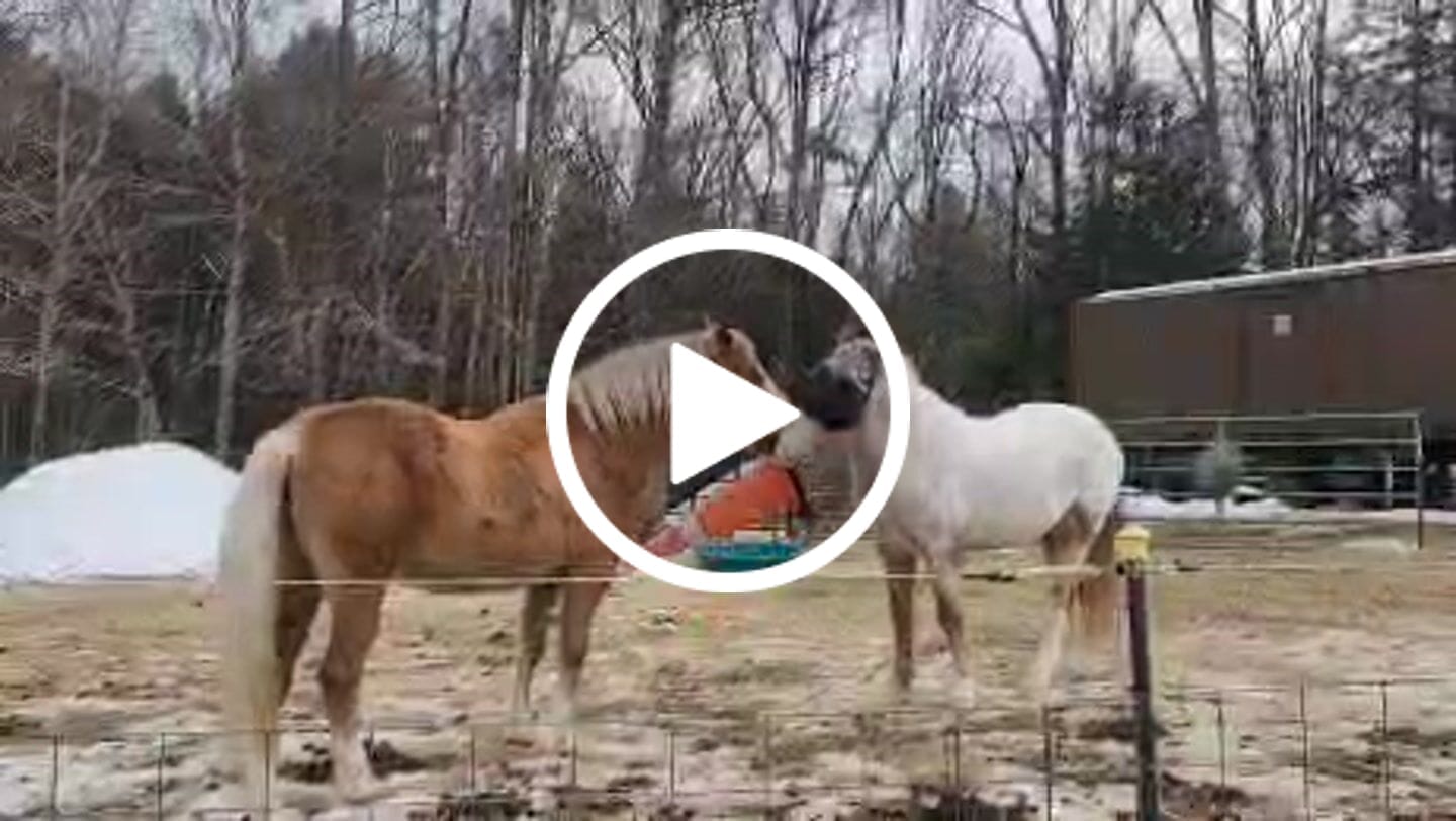 Customer video review of Solar Vizor Fly Mask - With Ear and Nose Protection