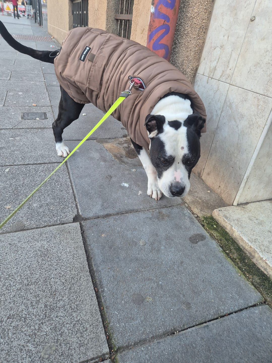 Customer photo review of WarmShield Water-Resistant Jacket - Tan