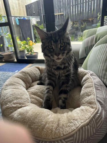 Customer photo review of Fit Litter