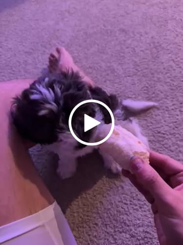 Customer video review of Long-Lasting Yak Chews — 6 Flavor Pack