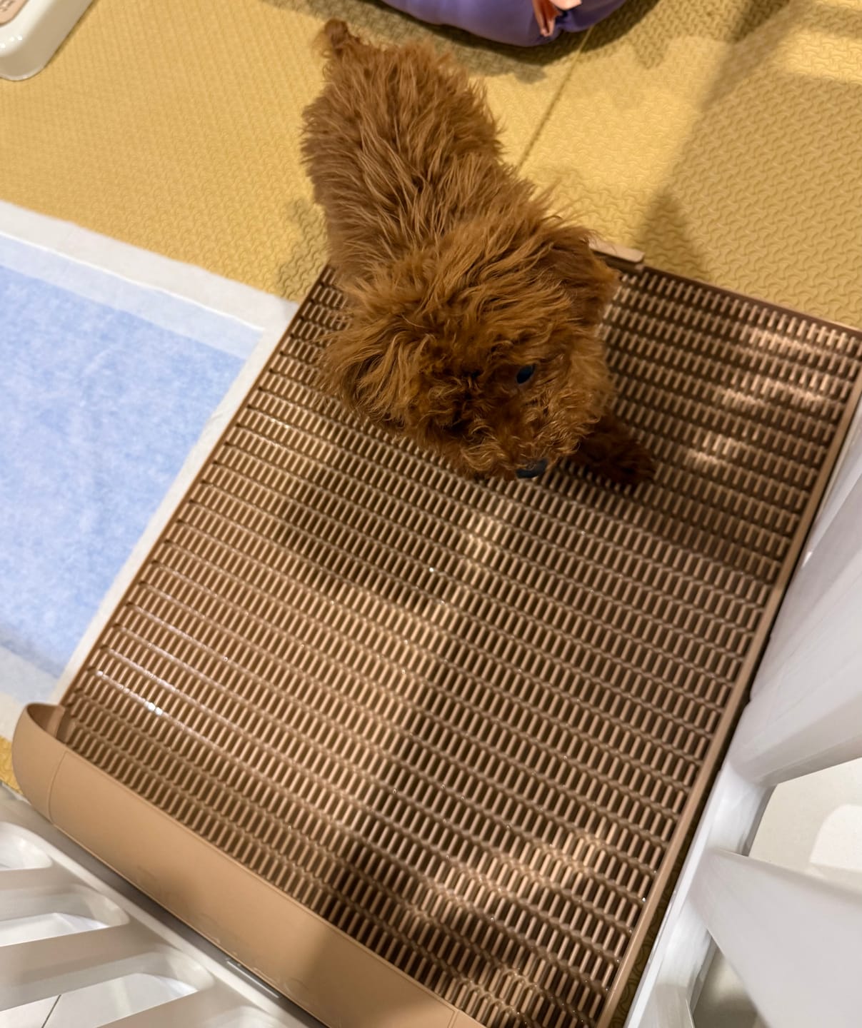 Customer photo review of Extended Protrusion Potty Pad (Size L)