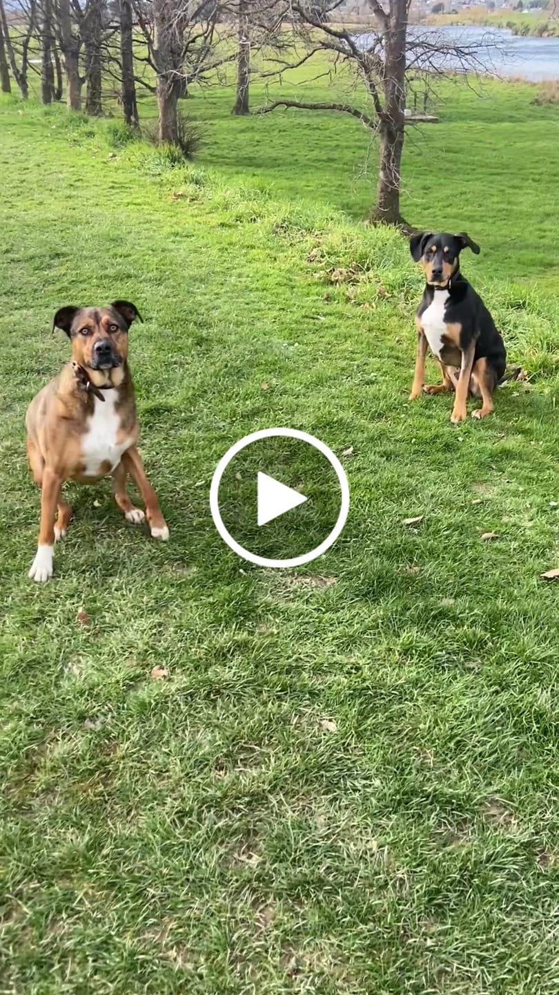 Customer video review of Hip & Joint Health Chews for Dogs