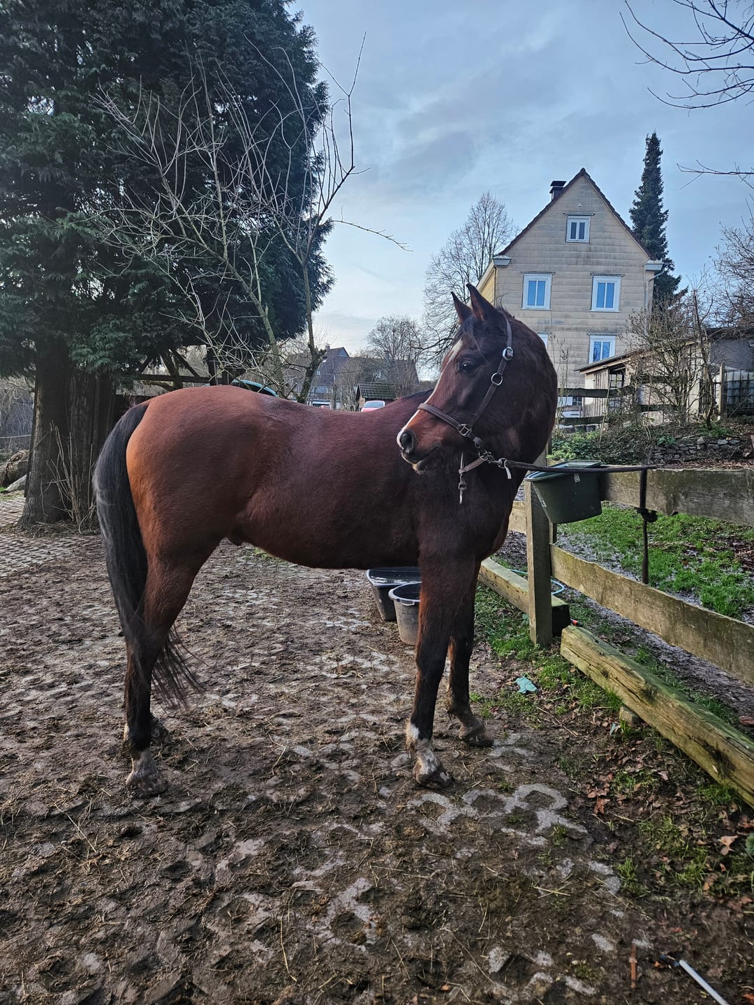 Customer photo review of Kristallkraft No1