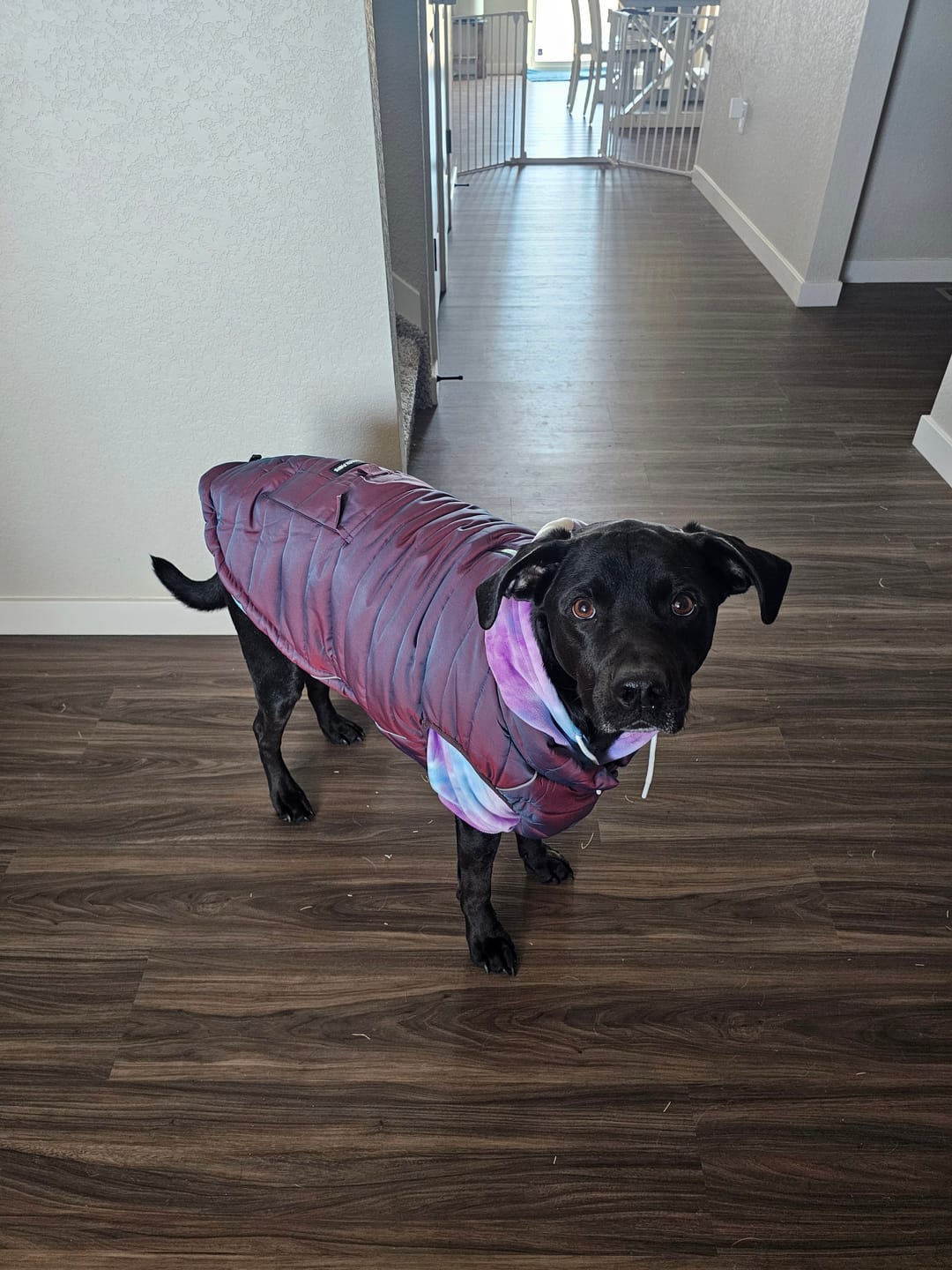 Customer photo review of WarmShield Water-Resistant Jacket - Cosmic